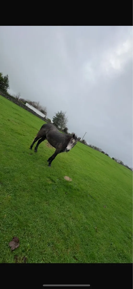 3 year old Connemara gelding - Image 2