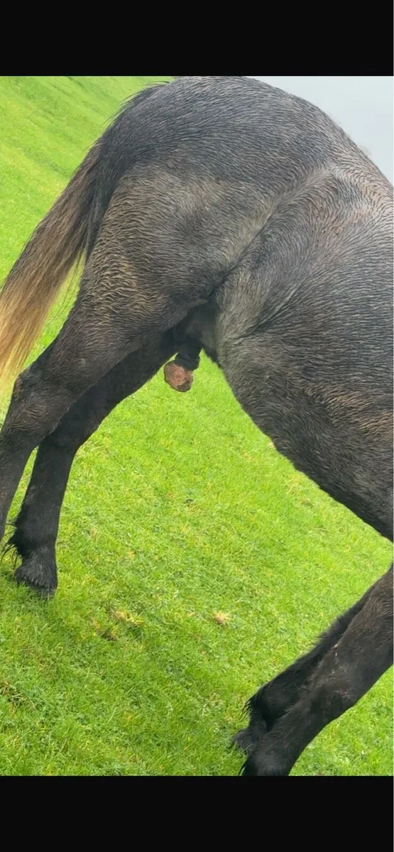 3 year old Connemara gelding - Image 3