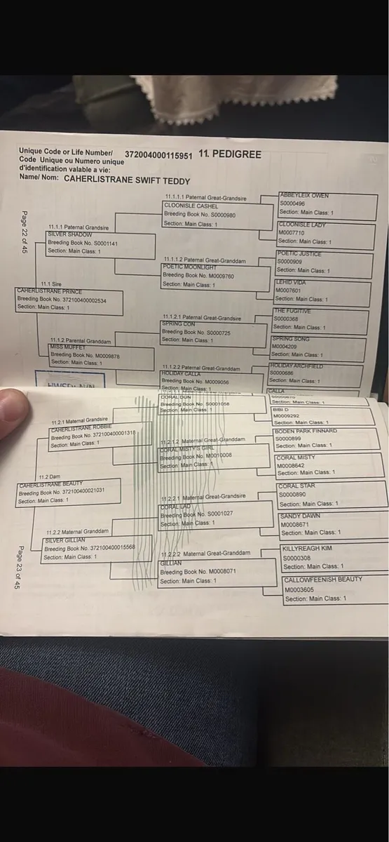 3 year old Connemara gelding - Image 4