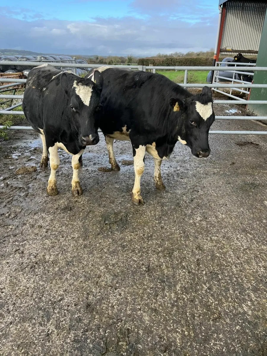 Excellent Quality In Calf Friesian Heifers - Image 1