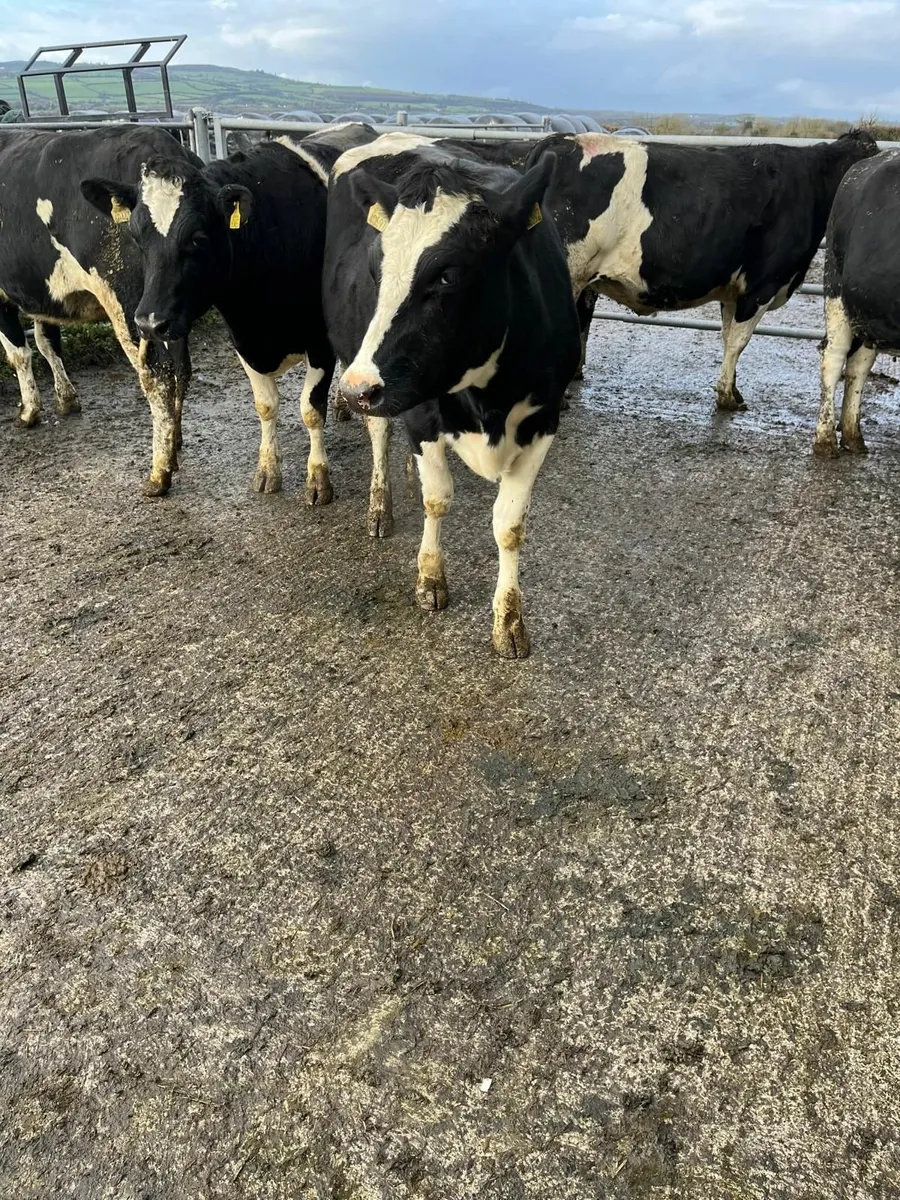 Excellent Quality In Calf Friesian Heifers - Image 2