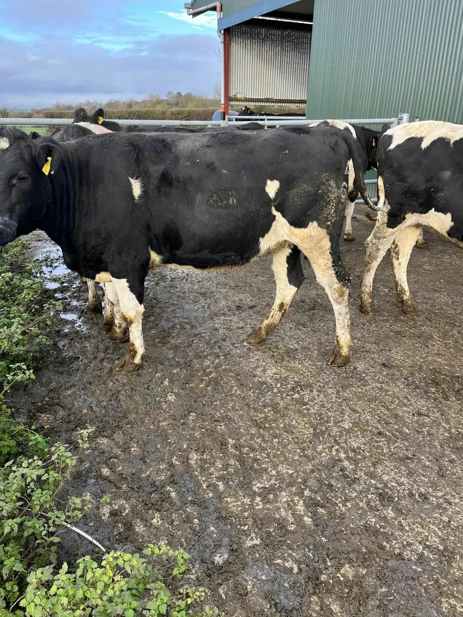 Excellent Quality In Calf Friesian Heifers - Image 3