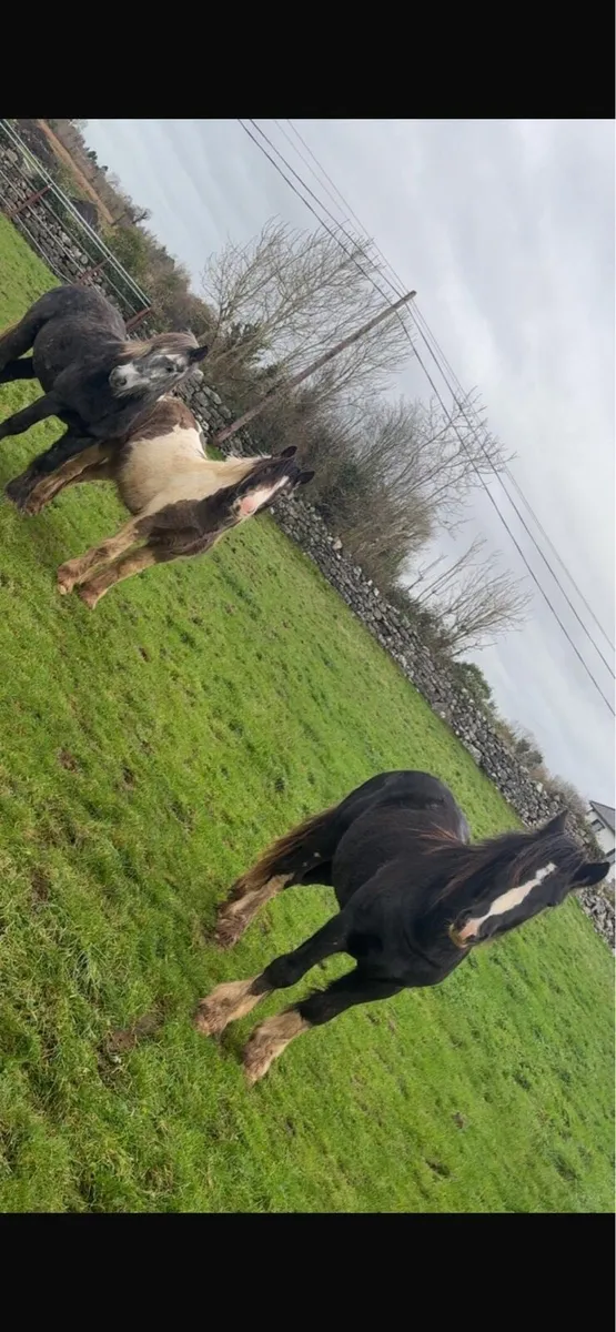 2 year old cobs - Image 2