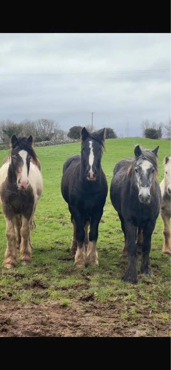 2 year old cobs - Image 3