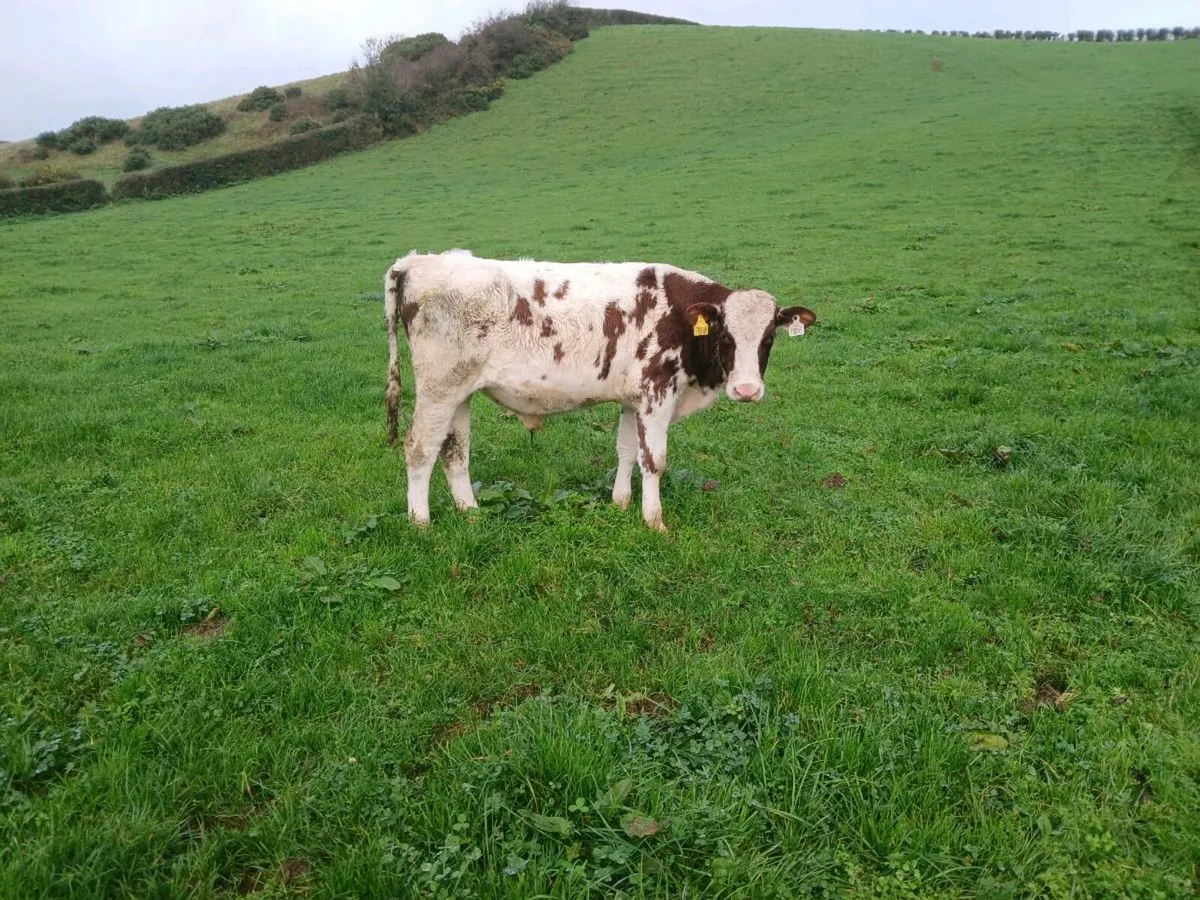 PBR  Red And White Friesian Bull. - Image 2