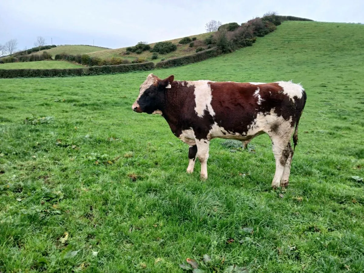 PBR  Red And White Friesian Bull. - Image 1