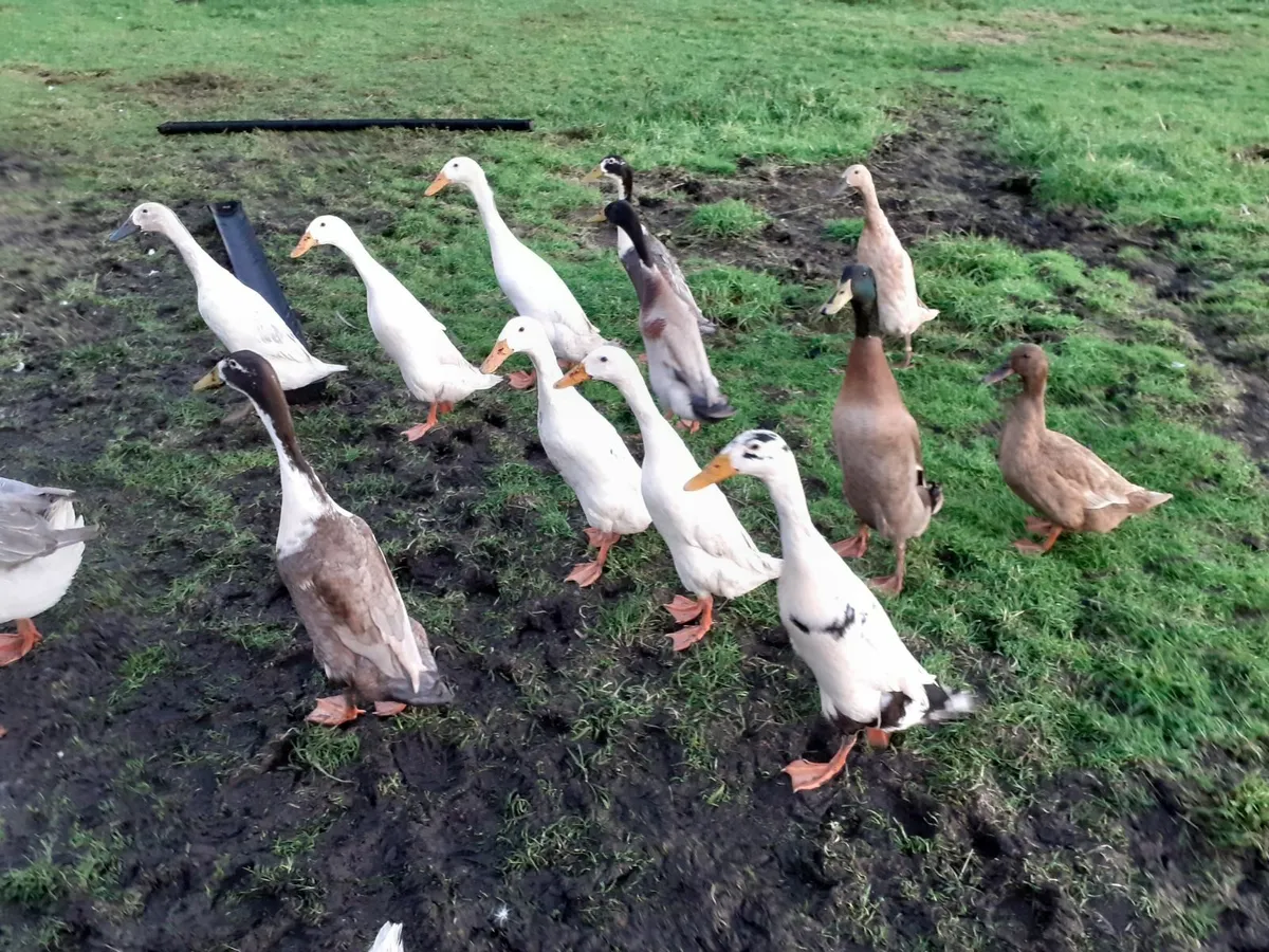 Indian runners, ducks ,hens & Chinese goose wanted - Image 1