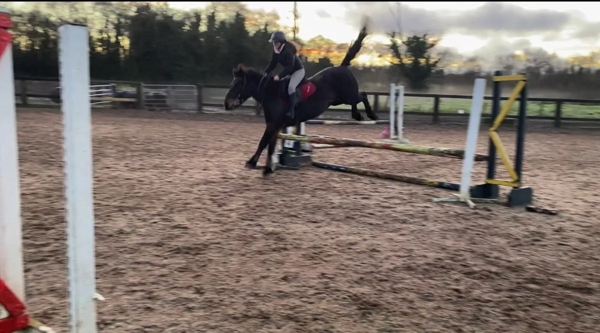 14 hand stunning mare - Image 1