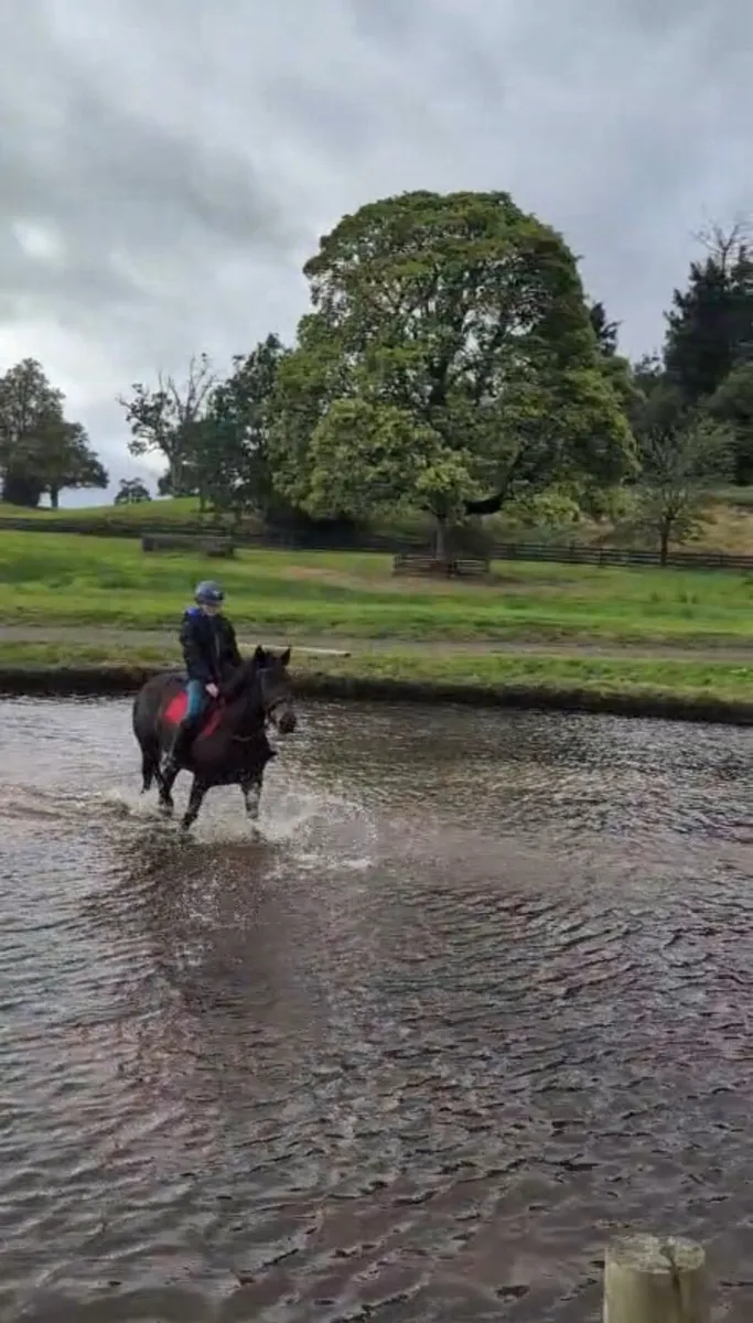 14 hand stunning mare - Image 2