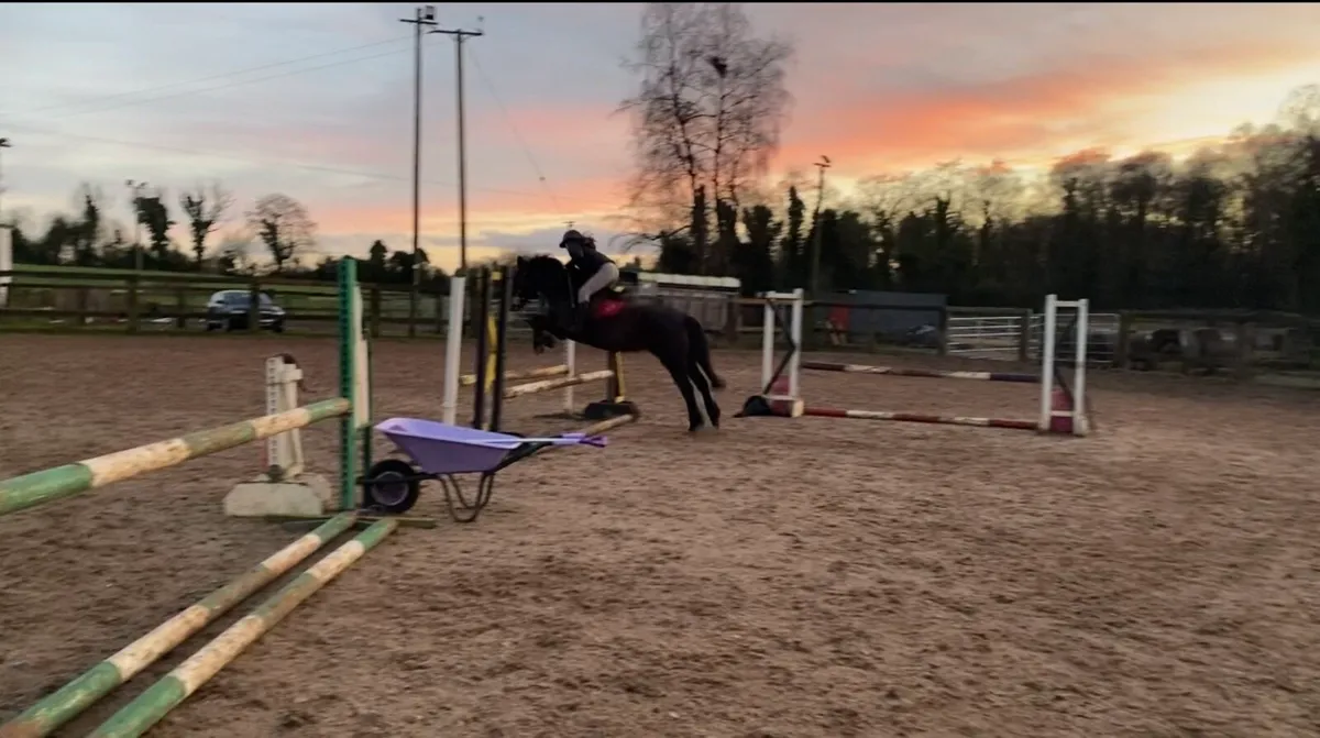 14 hand stunning mare - Image 3