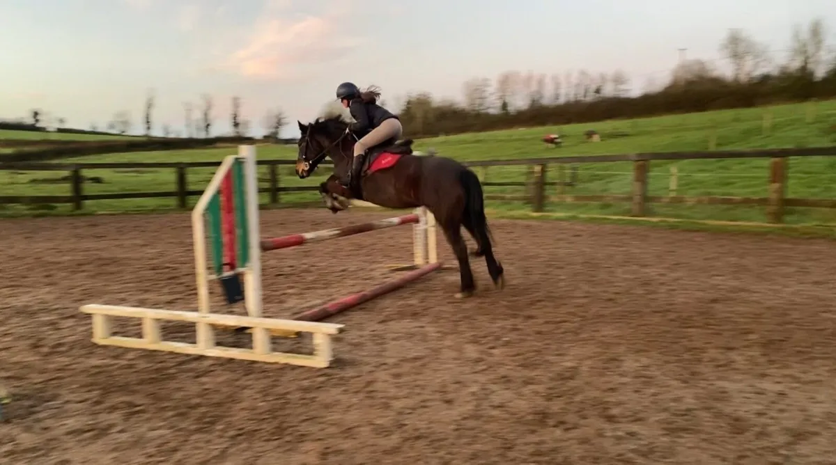 14 hand stunning mare - Image 4