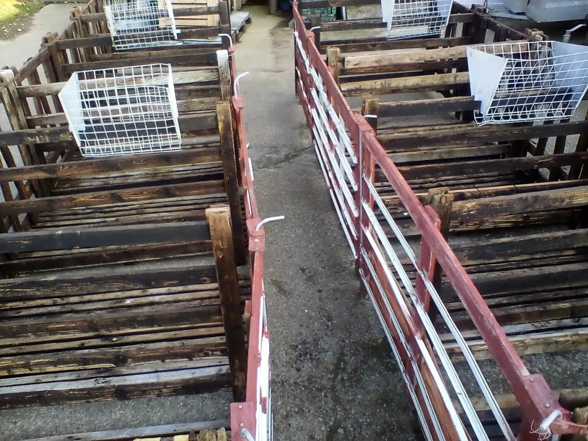 Calf  equipement - Image 2