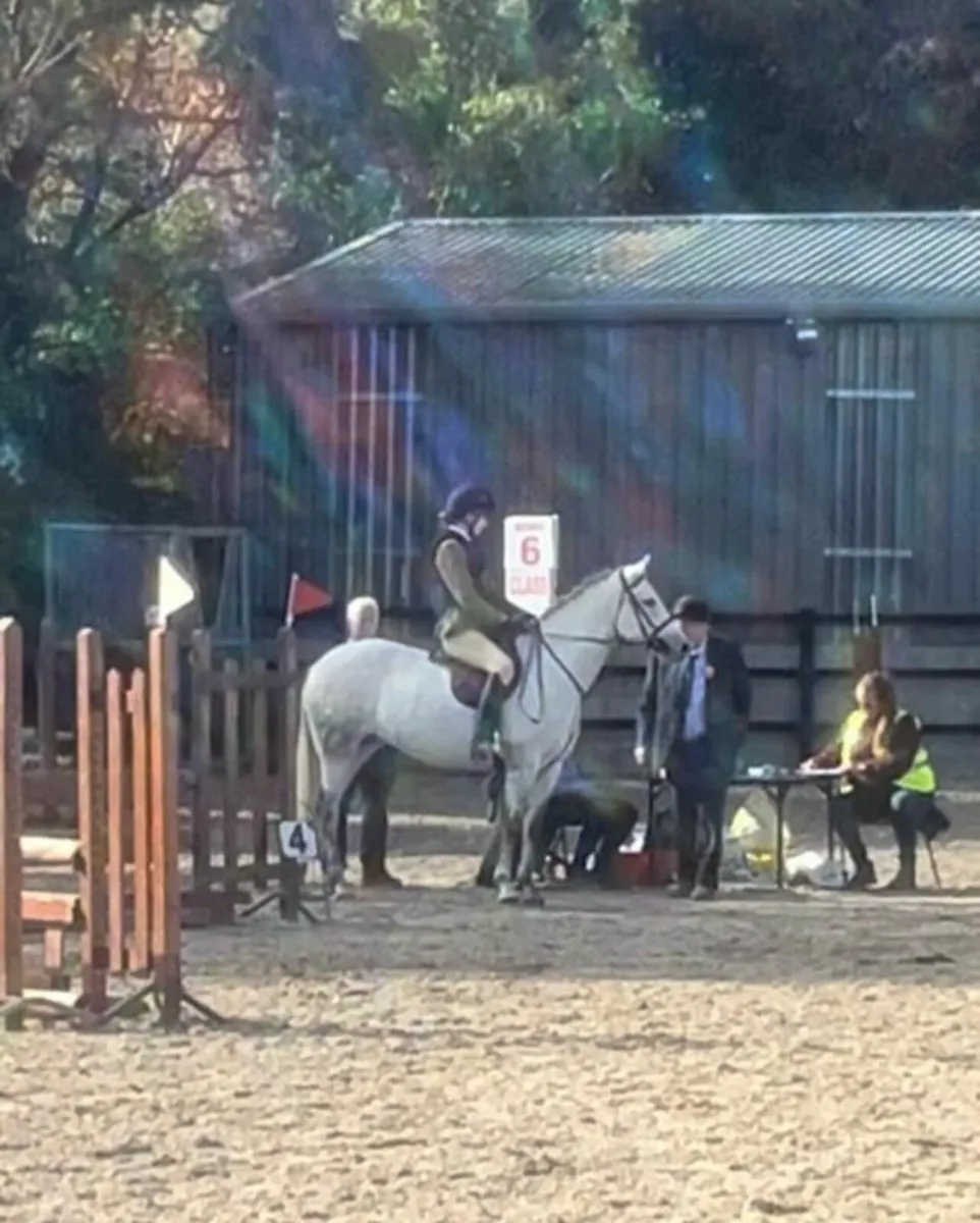 Connemara mare - Image 1