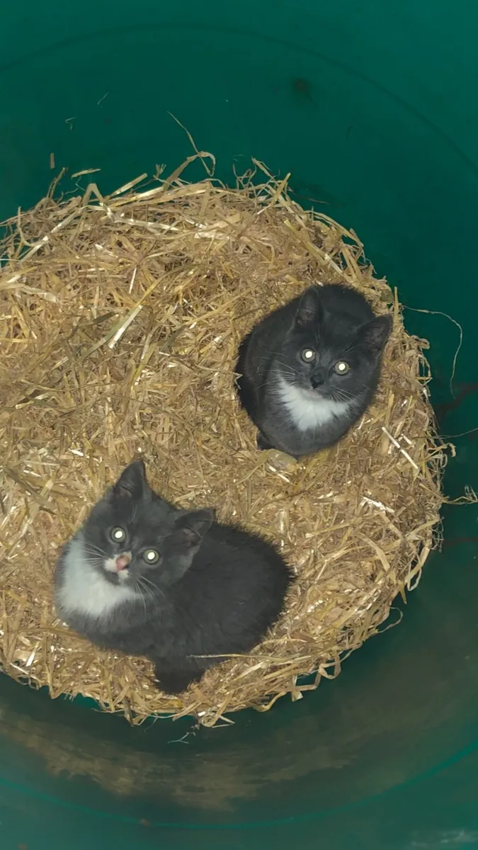 Beautiful blue kittens - Image 1