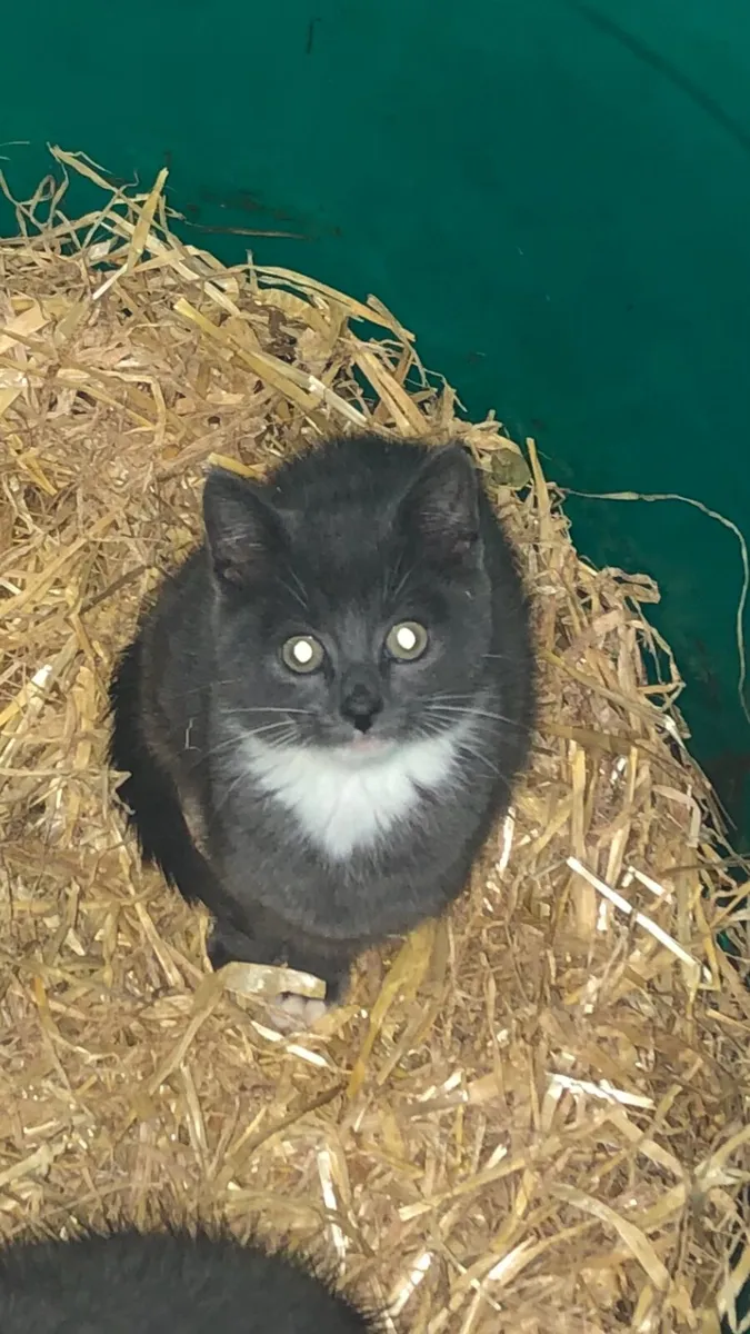 Beautiful blue kittens - Image 2