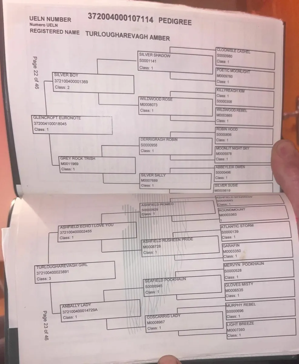 Connemara mare - Image 3