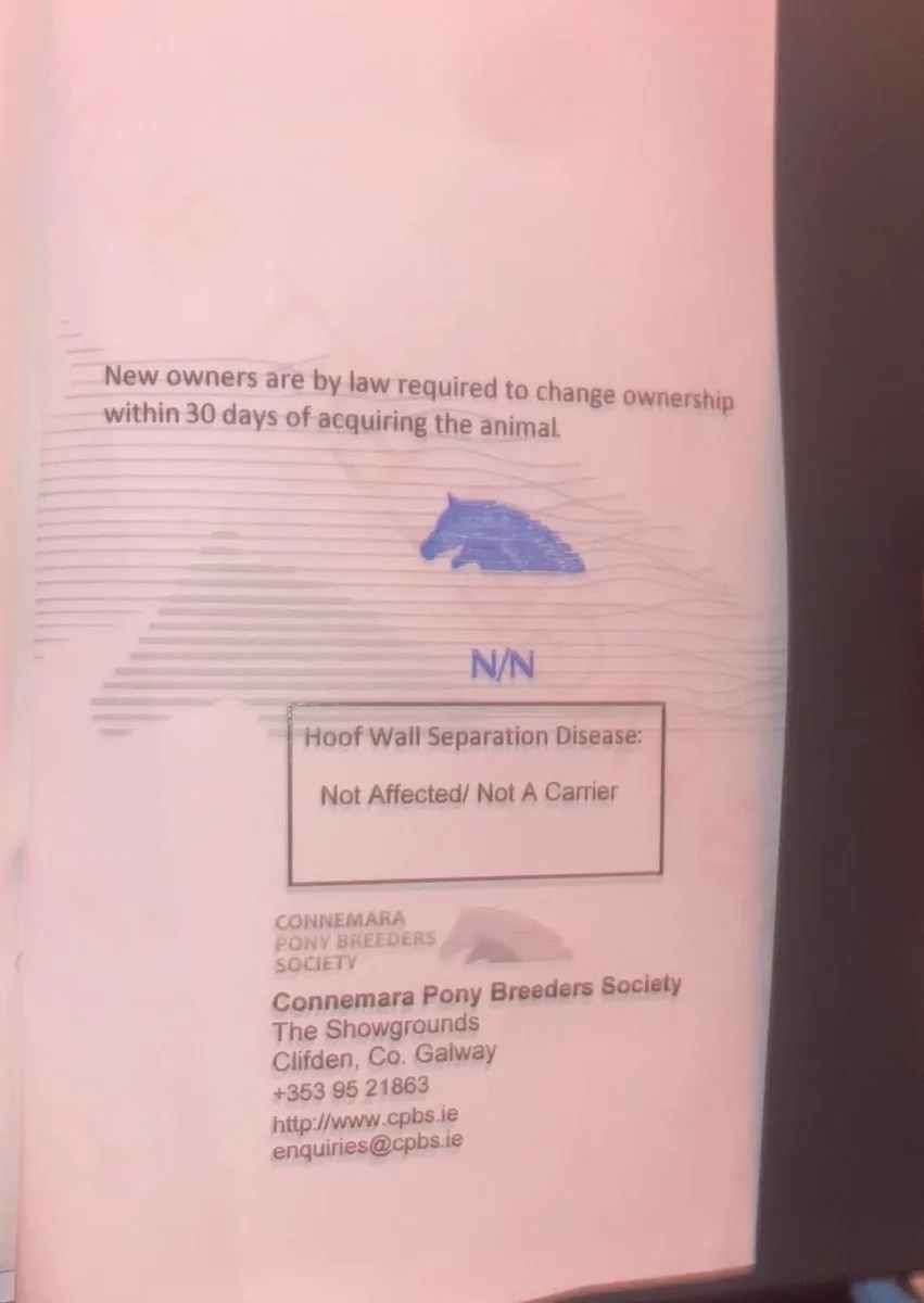 Connemara mare - Image 4