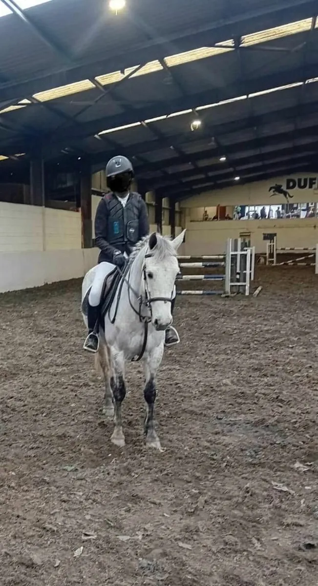 Connemara mare - Image 2