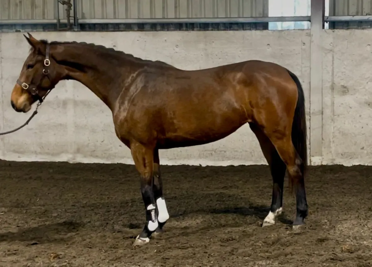3 Year Old Filly - Image 1