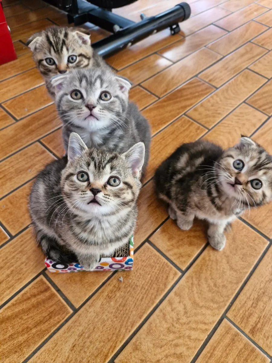 Kittens - Image 3