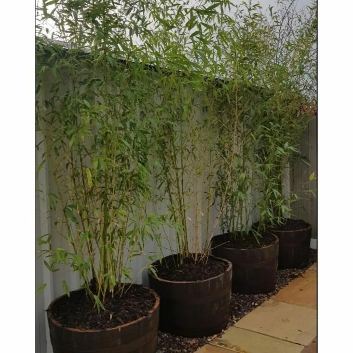 Whiskey Barrels Half Planters - Image 3