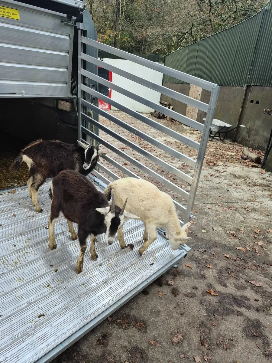 Kid she goats - Image 1