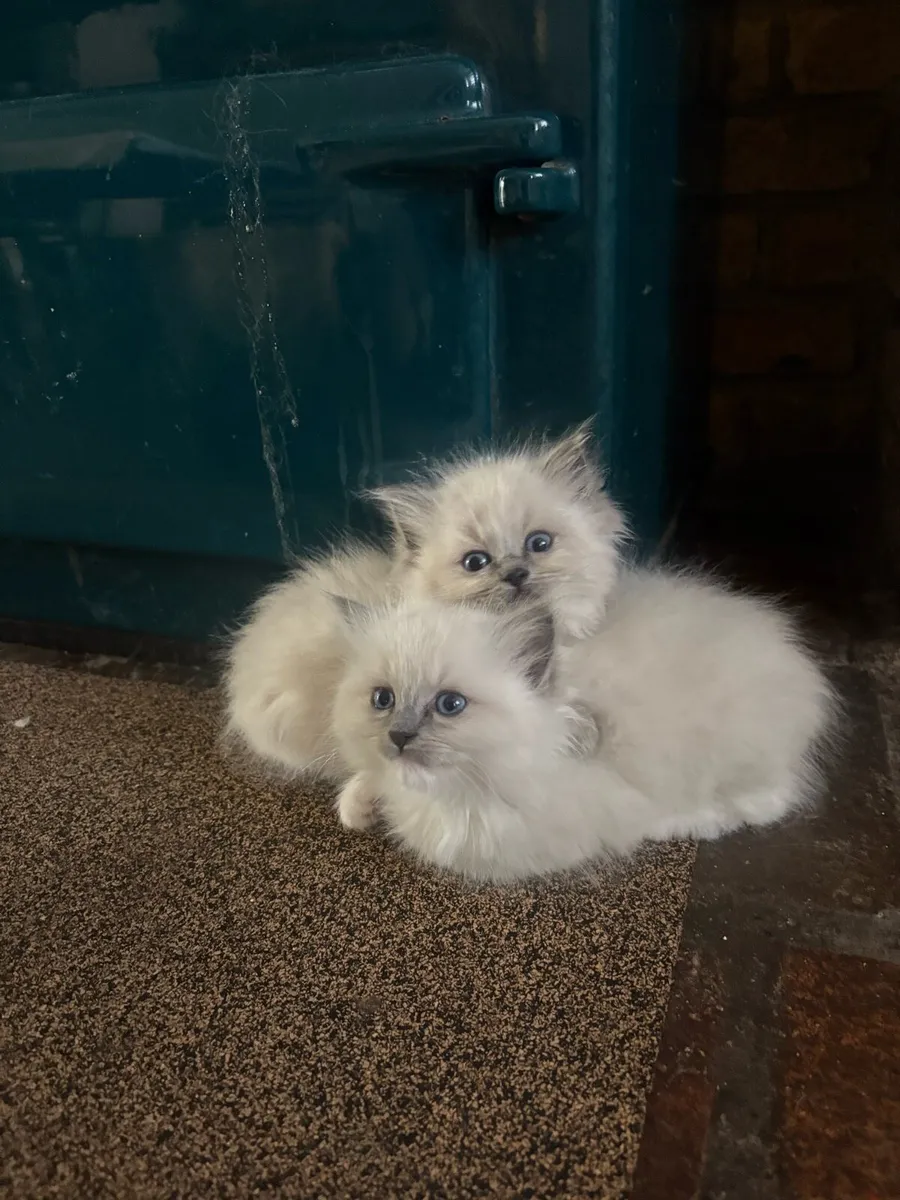 Stunning Ragdoll Kittens - Image 2