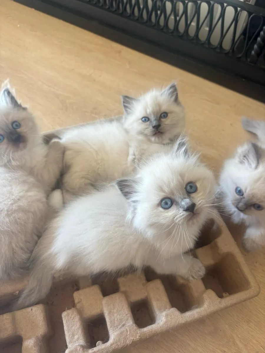 Stunning Ragdoll Kittens - Image 3