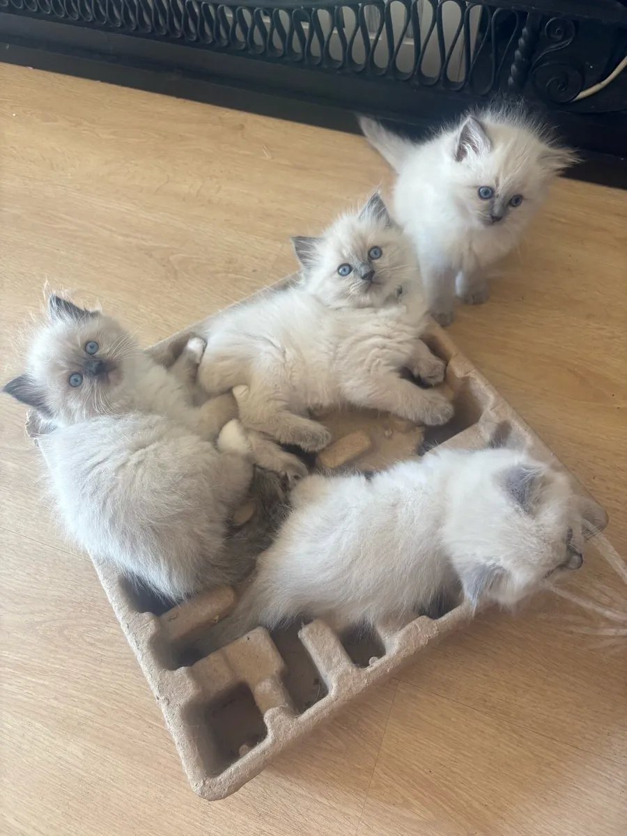 Stunning Ragdoll Kittens - Image 1
