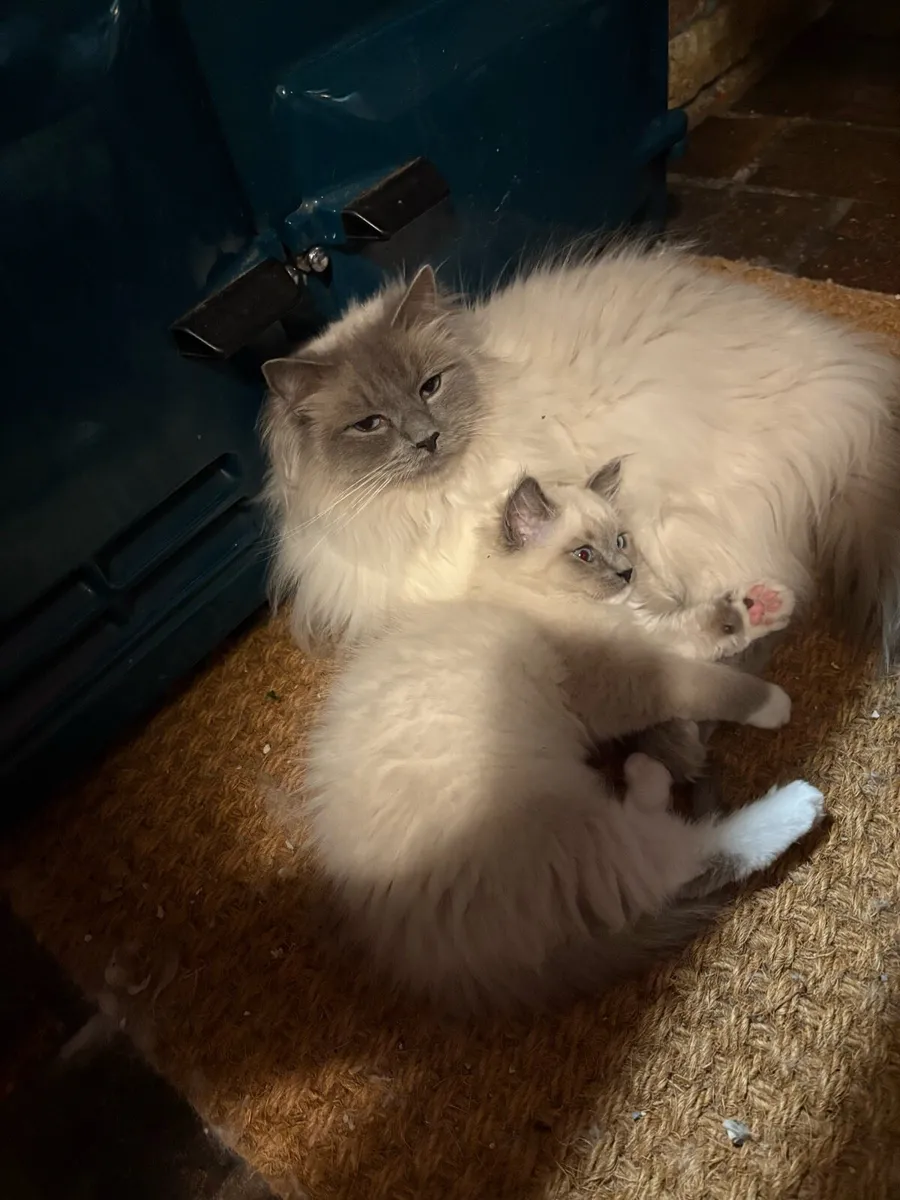 Stunning Ragdoll Kittens - Image 4