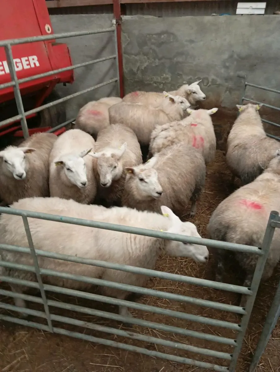 Sheep - Image 1