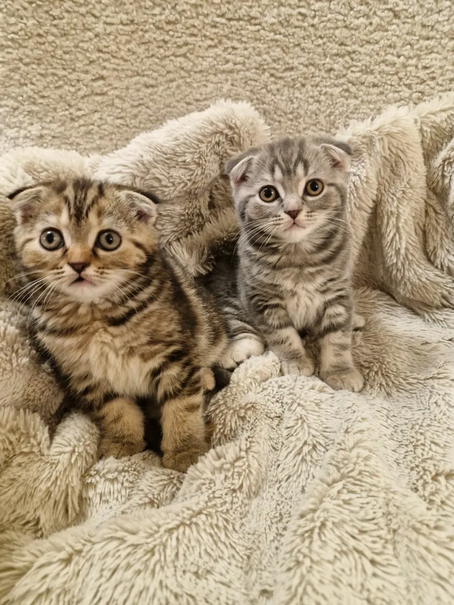 Kittens - Image 1