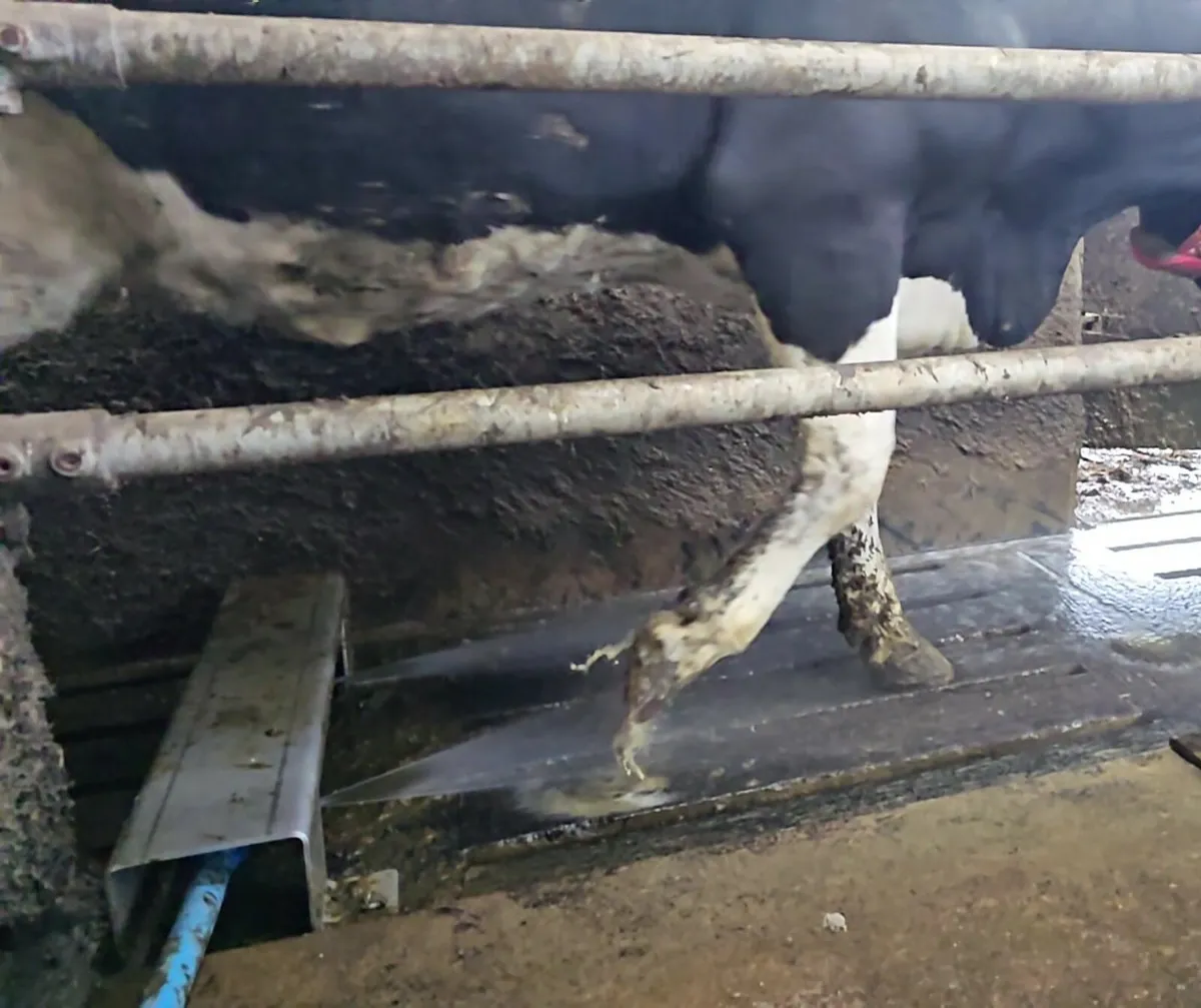 Auto-Spray Automatic Hoof Care That Works - Image 1