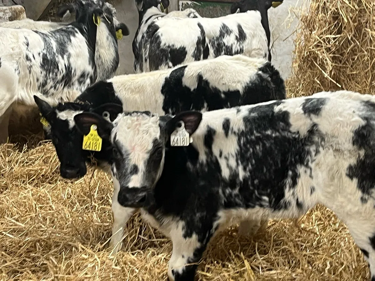 7 Serious Belgian Blue Bull Calves - Image 1