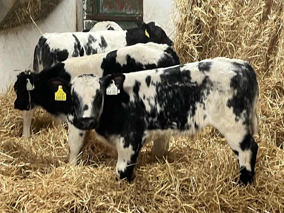 7 Serious Belgian Blue Bull Calves - Image 2