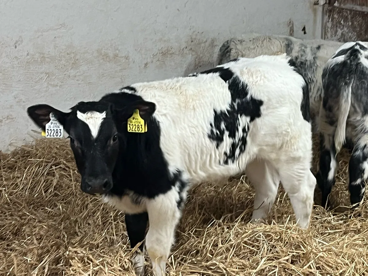 7 Serious Belgian Blue Bull Calves - Image 3