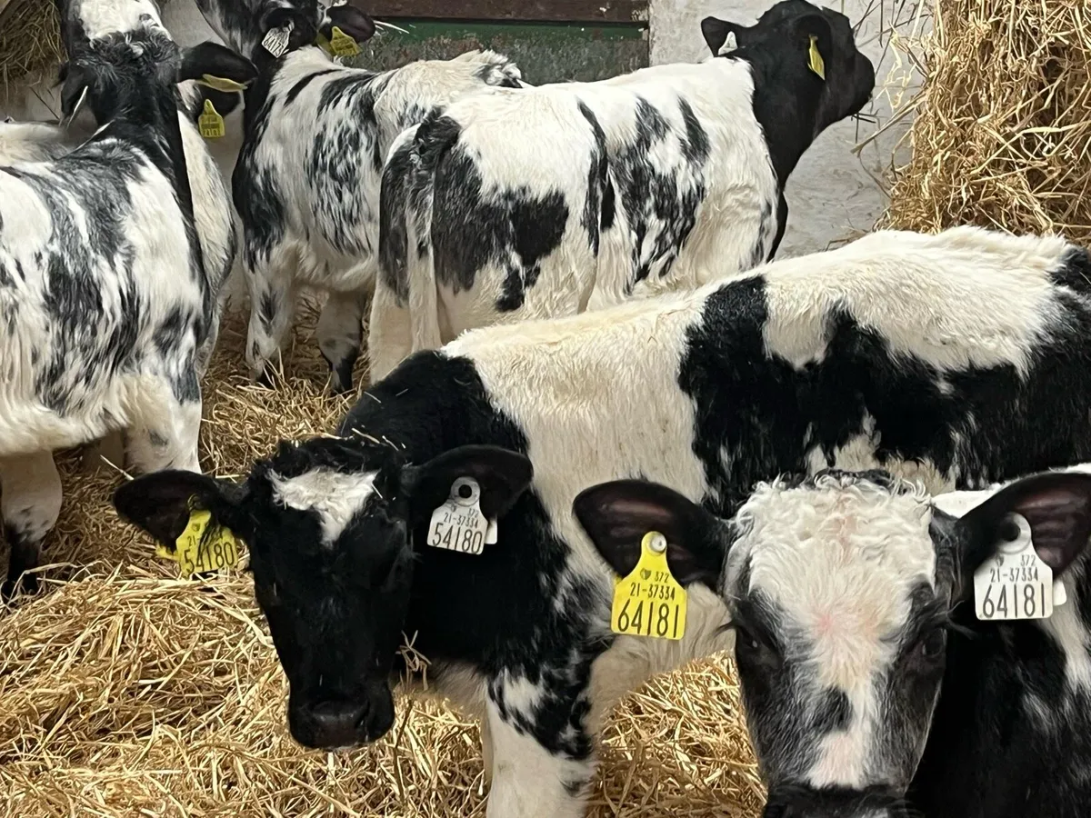 7 Serious Belgian Blue Bull Calves - Image 4