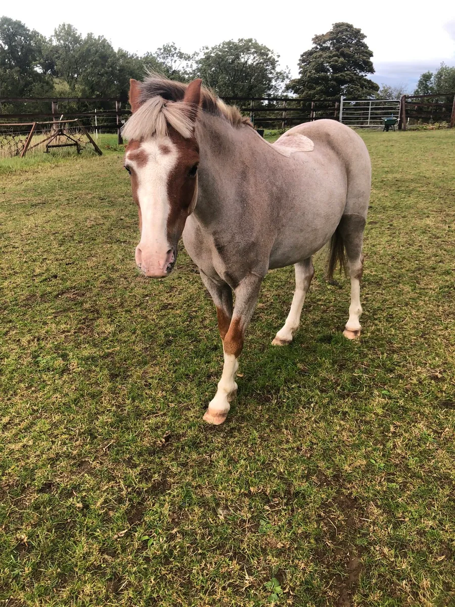12Hh Welsh Bay Roan - Image 1
