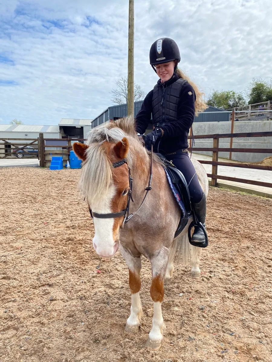 12Hh Welsh Bay Roan - Image 2