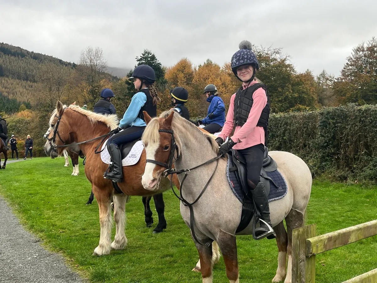 12Hh Welsh Bay Roan - Image 3