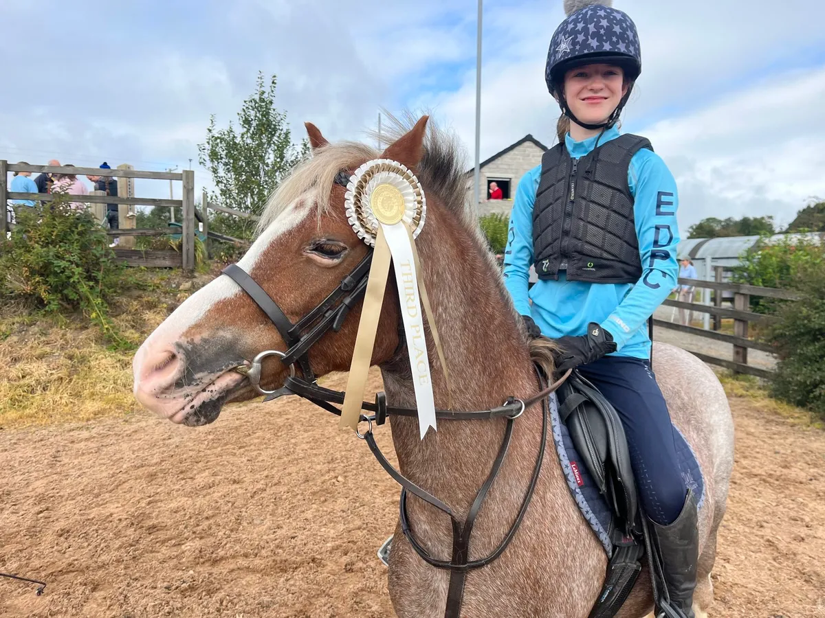 12Hh Welsh Bay Roan - Image 4