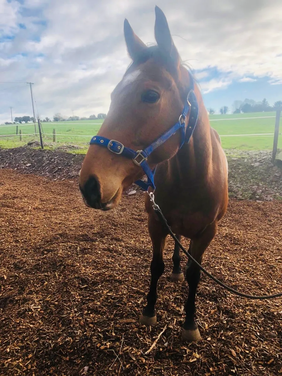 5yr old thoroughbred Horse - Image 1