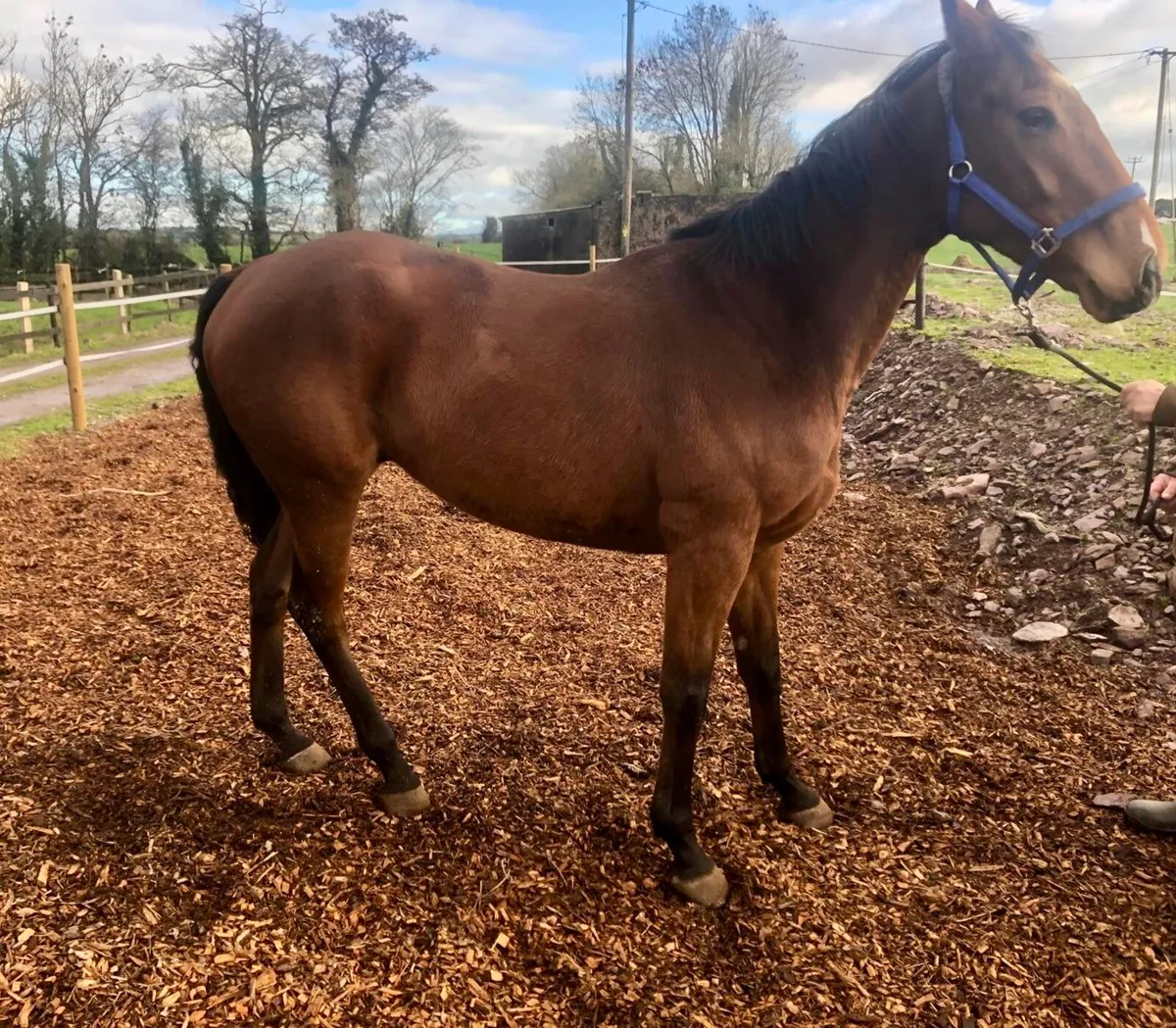 5yr old thoroughbred Horse - Image 3