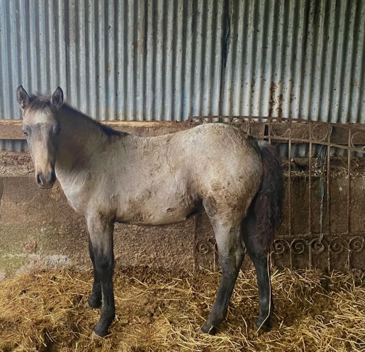 Connemara colt foal - Image 1