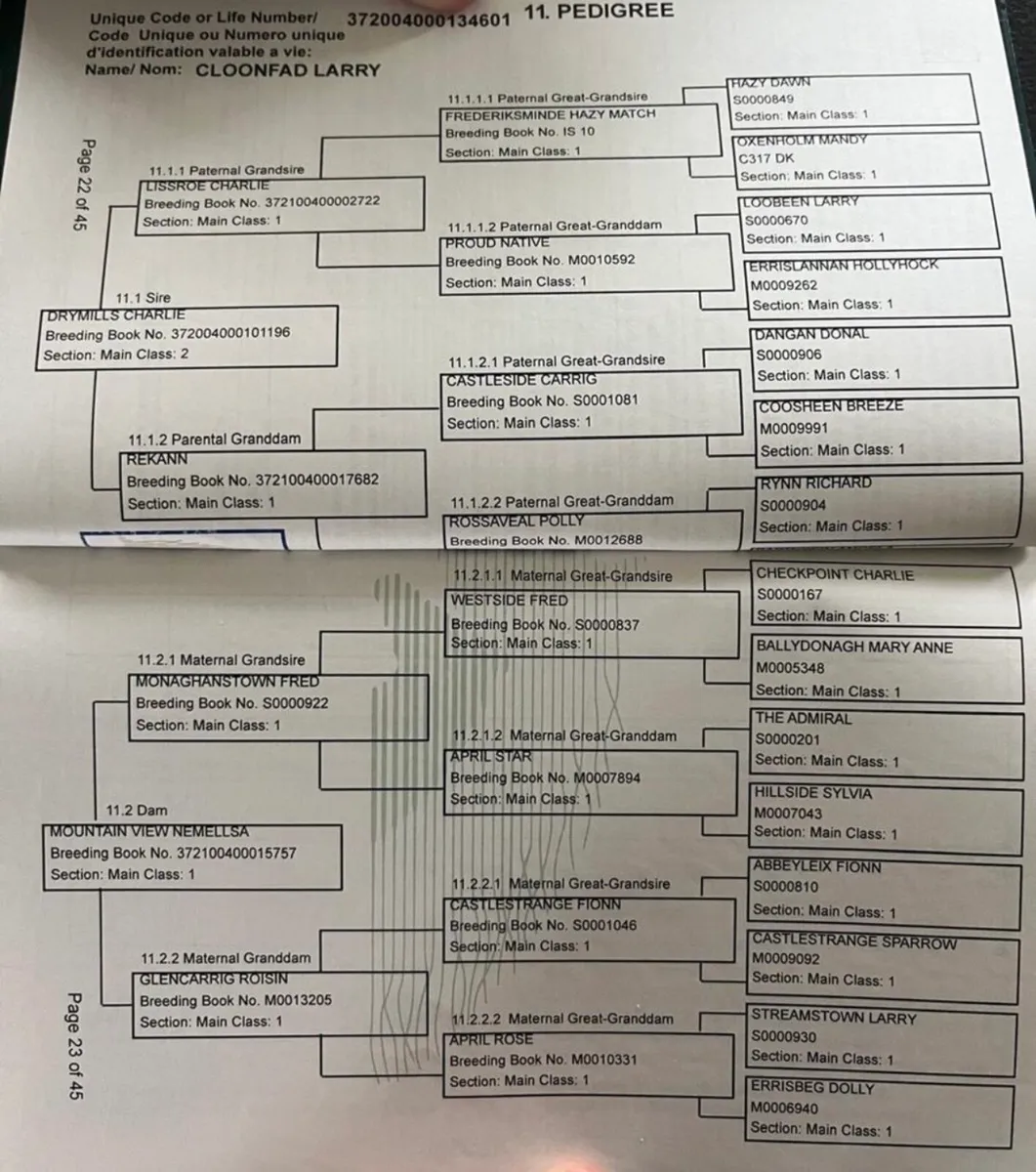 Connemara colt foal - Image 2