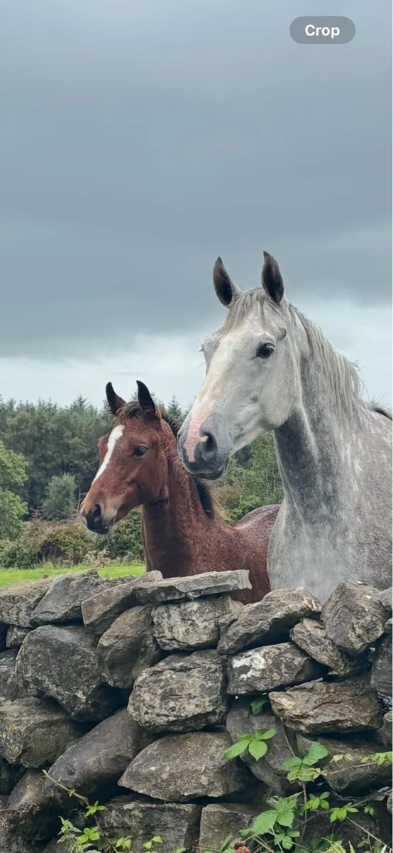 ISH Colt Foal - Image 2
