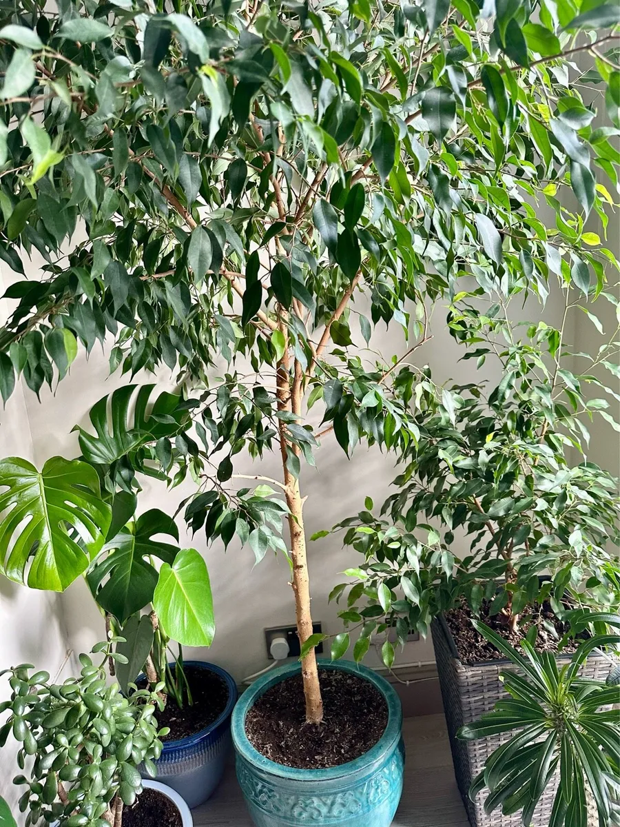 Large Benjamina Ficus Tree - Image 2