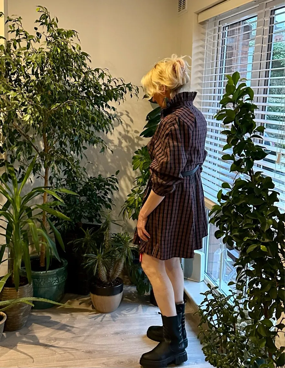 Large Benjamina Ficus Tree - Image 3