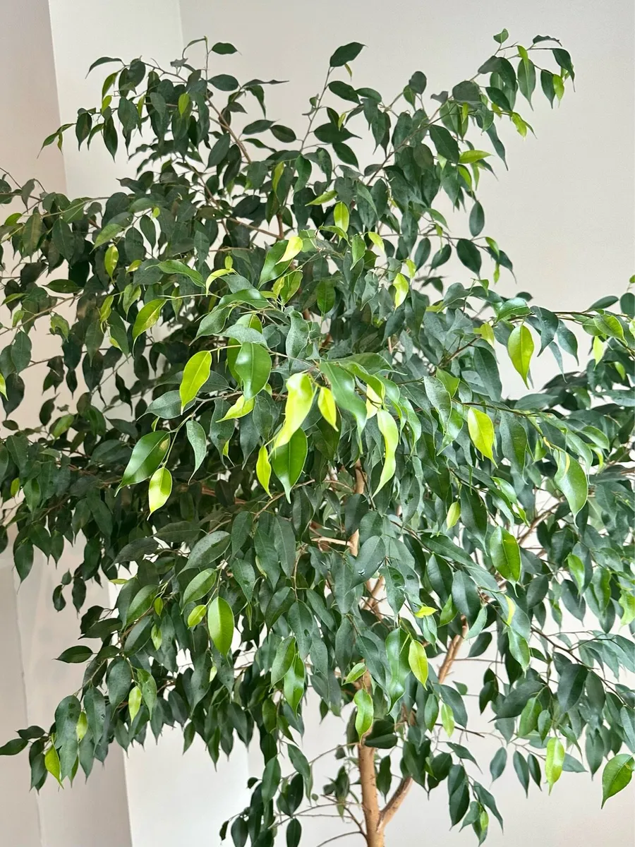 Large Benjamina Ficus Tree - Image 4