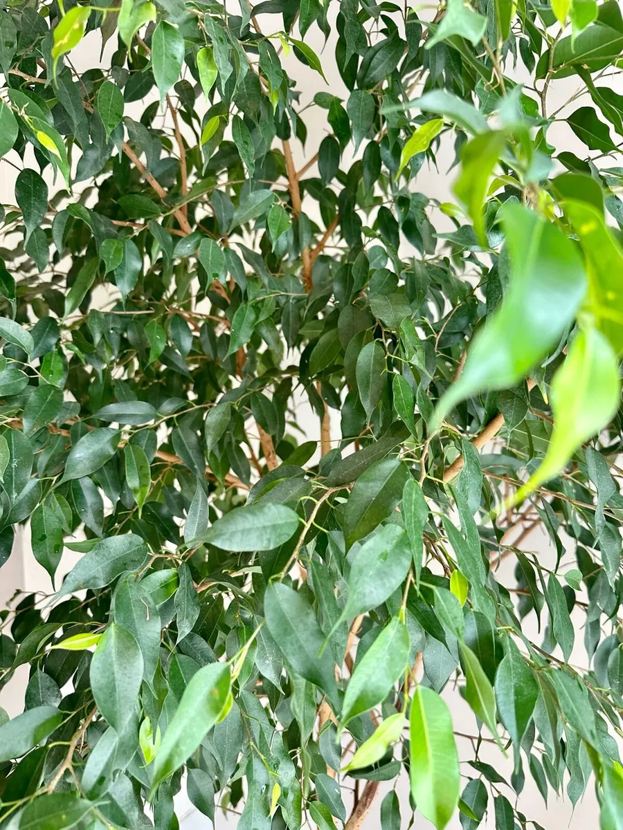 Large Benjamina Ficus Tree - Image 1
